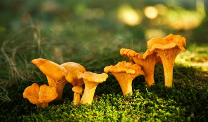 Mushrooms in a forest.