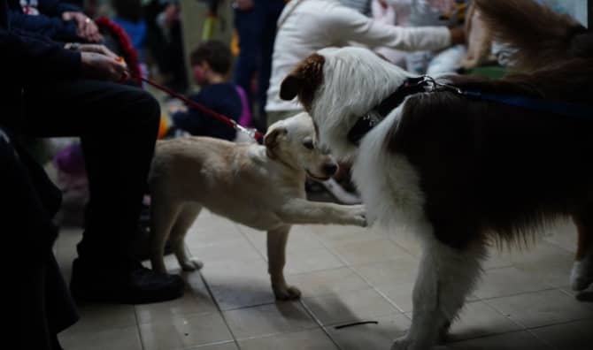Two dogs play inside a shelter in central Israel as residents wait.