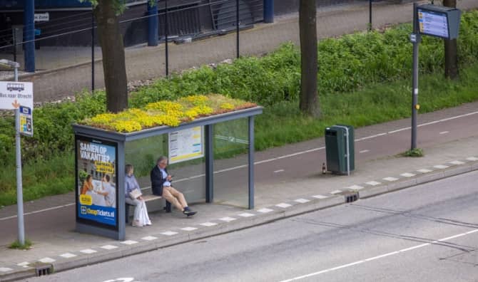 A bus stop in the Netherlands that is a haven for pollinators.