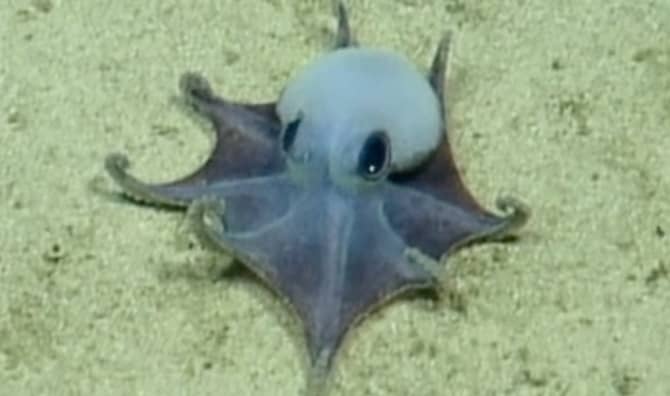 Recently discovered tiny blue octopus.