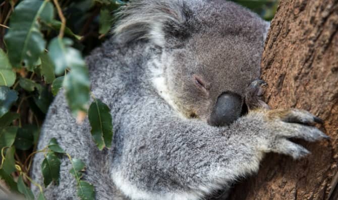 A koala bear dozing on a tree branch in Australia.