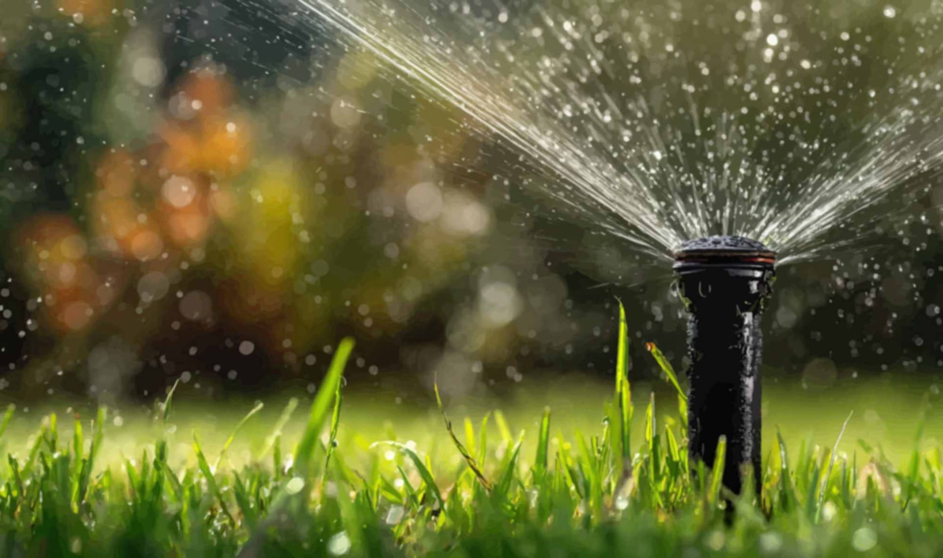 Watering a lawn.