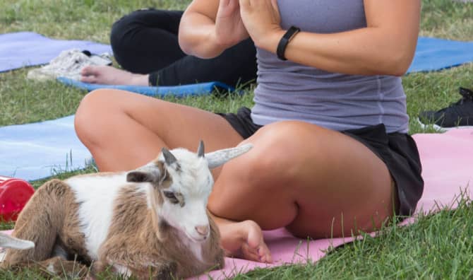 When Yoga Is Not Enough – Just Add Goats