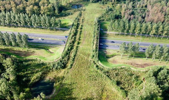 These Wildlife Bridges Are Saving Animals All Over the World