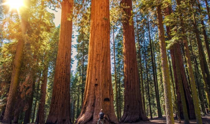 The Oldest & Biggest Redwood Forest is Now Forever Protected