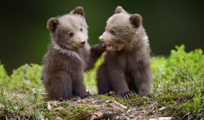 Bear cubs