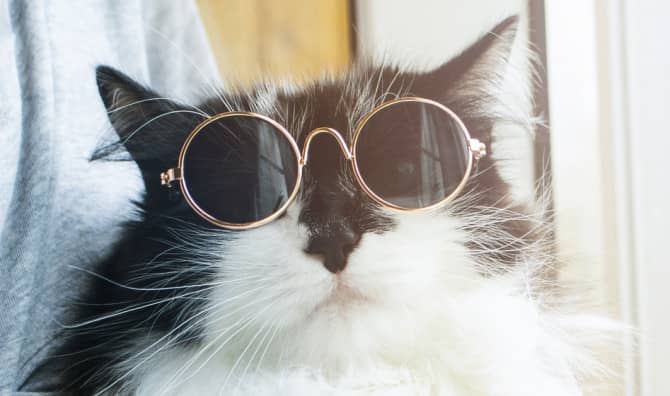 Truffles the Kitty Encourages Kids to Wear Their Glasses