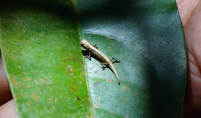 World’s Tiniest Chameleon Found in Madagascar