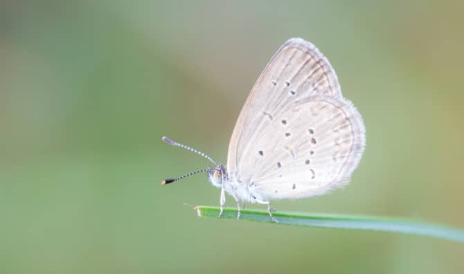 Why You Should Welcome Insects Into Your Yard!