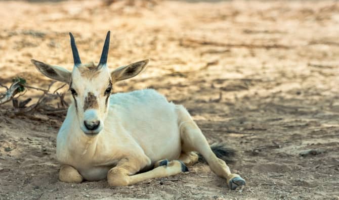 Rare Desert Antelope is Now Thriving!
