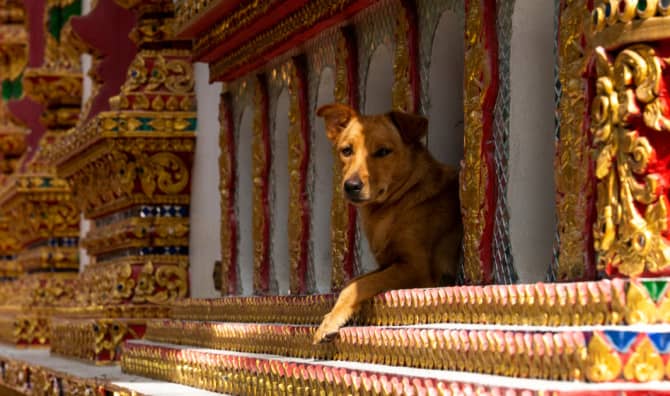 Shanghai Monk Finds Forever Homes for Numerous Stray Dogs
