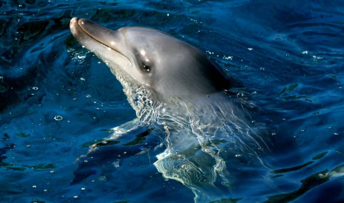 Celebrating Marine Life in the Indian Ocean