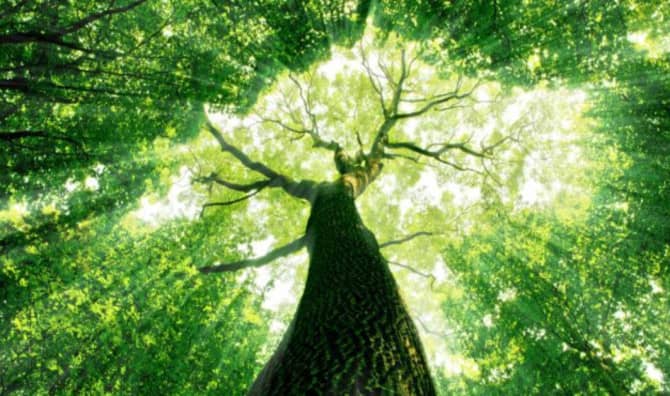 5 Ways Trees Can Enhance Wellness