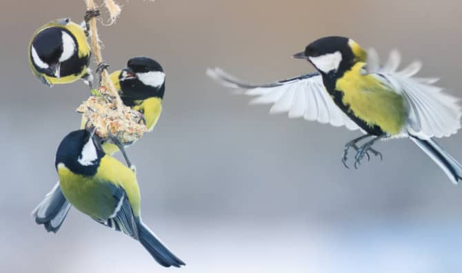 DIY Suet Cake Recipes for Birds