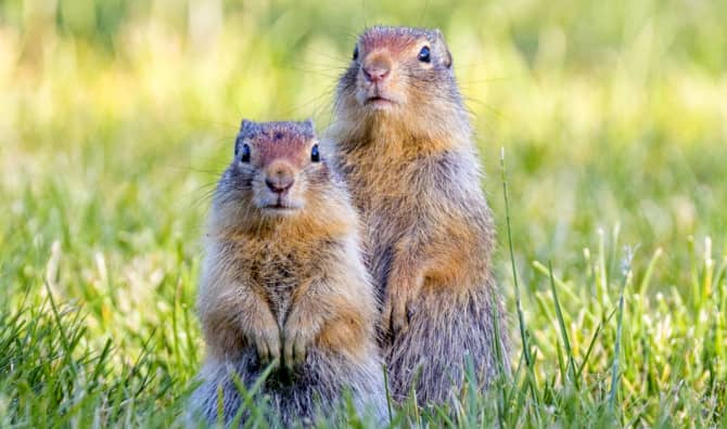 What Squirrels Can Teach Astronauts