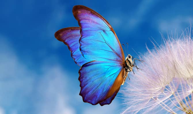 How to Plant a Butterfly Garden