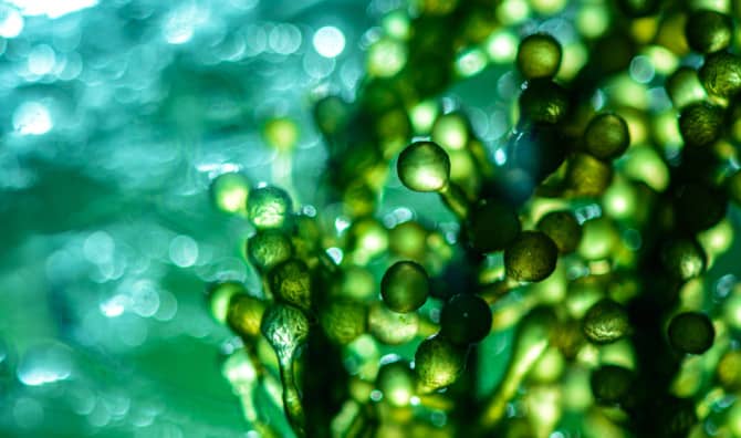 This Computer is Powered by Algae!