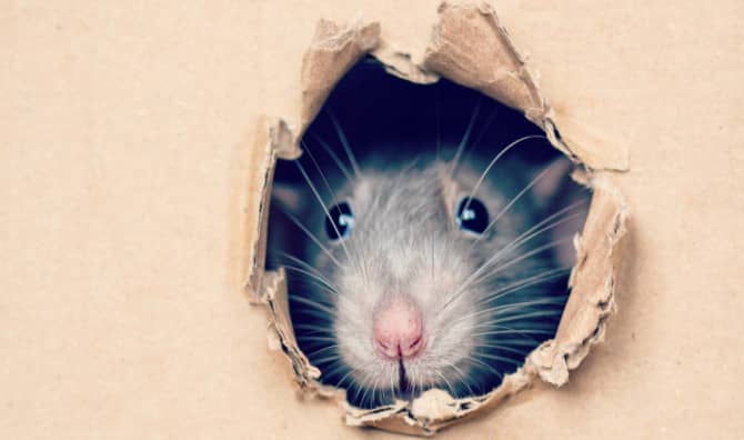 Rats Can Help People!