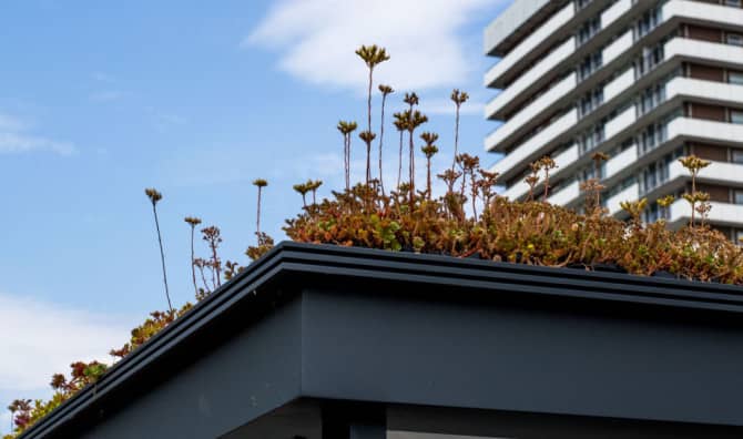 Bus Stop Gardens Bring Bees Back to Cities