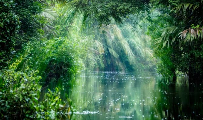 Can Technology Help the Rainforests?