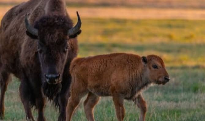 The Birth of the First Baby Bison in this Region in Thousands of Years