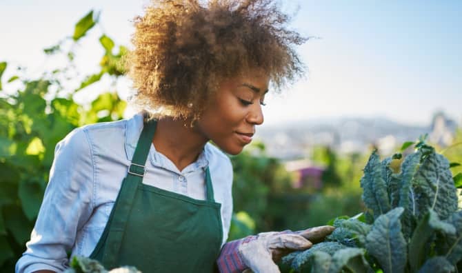 Plant Diversity in Urban Gardens Increases Insect Species