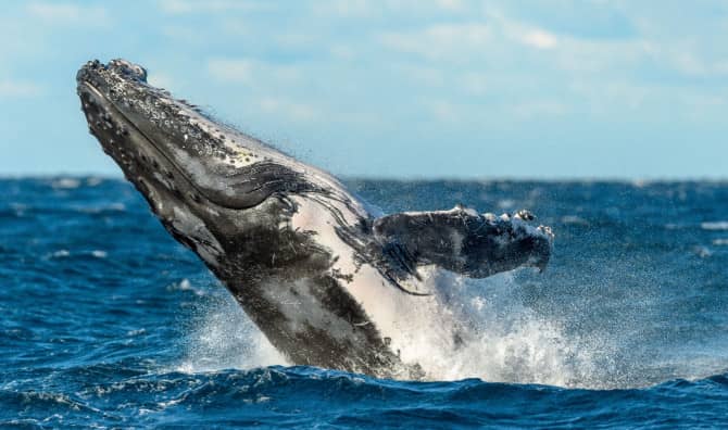 Humpback Whales Population Rebound is a Success Story