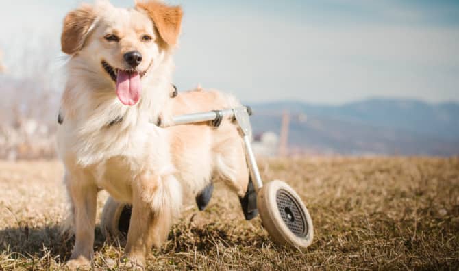 Pawsitively Unstoppable: These Disabled Dogs are Inspiring Resilience