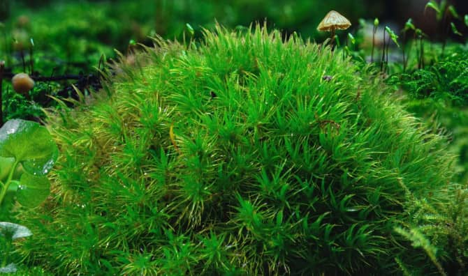 From Little Pocket-Forests, Mighty Trees Grow!