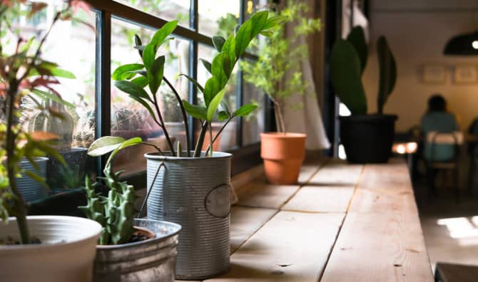 11 Houseplants That Clean the Air You Breathe