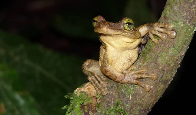 4 Nonprofits with 4 Ideas on How to Save the Amazon