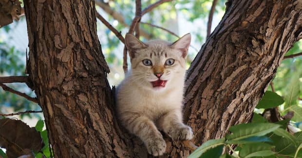 These Guys Dedicate Their Life to Rescuing Cats From Trees