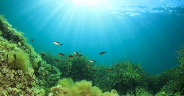 Clean Fuel May Come Straight From the Sea