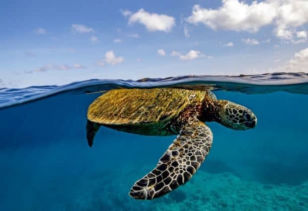 More of the Globe’s Sea Turtles Are Doing Swimmingly!