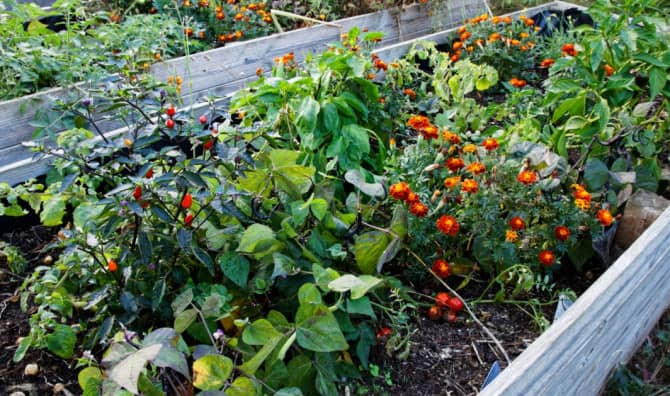 Growing Flowers of Hope