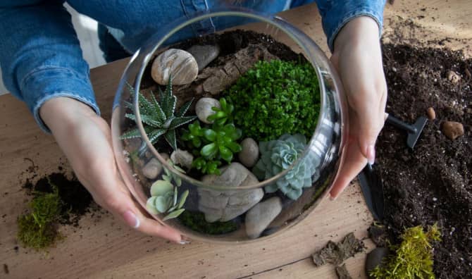 DIY Terrariums to Beautify Your Space