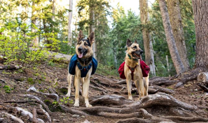 Dogs are Helping to Rewild UK Nature Reserve