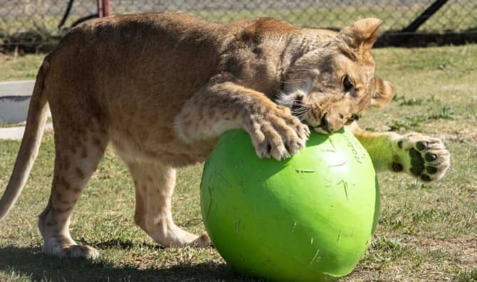 Abandoned Pet Lions Begin New Lives!