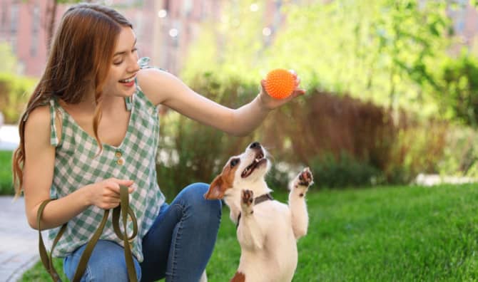 Dogs Understand What People Say According to Science