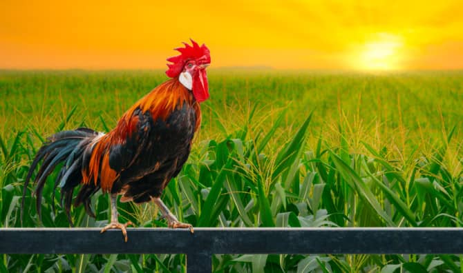 5 Good Reasons to Wake Up Early