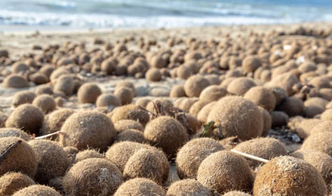 Seagrass Naturally Cleans the Sea