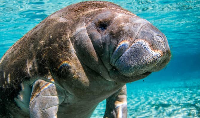 Long Live the Manatee!