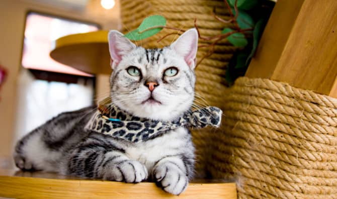 New Cat Cafe Provides Connections