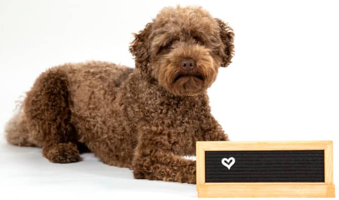 This Cute Labradoodle has Earned her Spot in the School Yearbook!