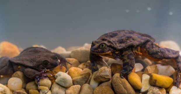 An Inspirational True Love Story of Two Endangered Frogs