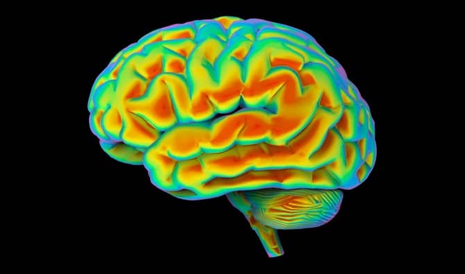 3D medical view of the human brain.