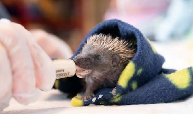 A closeup shot of a gloved hand feeding a baby hedgehog in a blanket with a syringe.