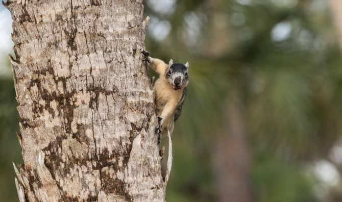 A Big Cypress fox squirrel in Florida.