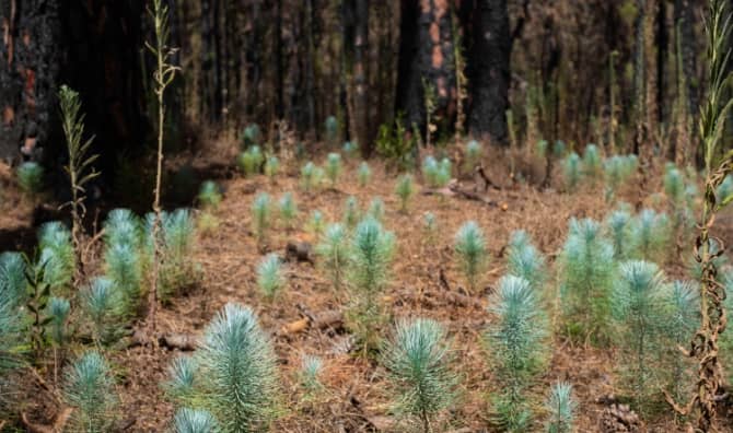Young trees, tree seedlings in a burnt forest.