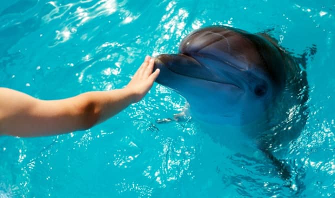 A person touches a dolphin.